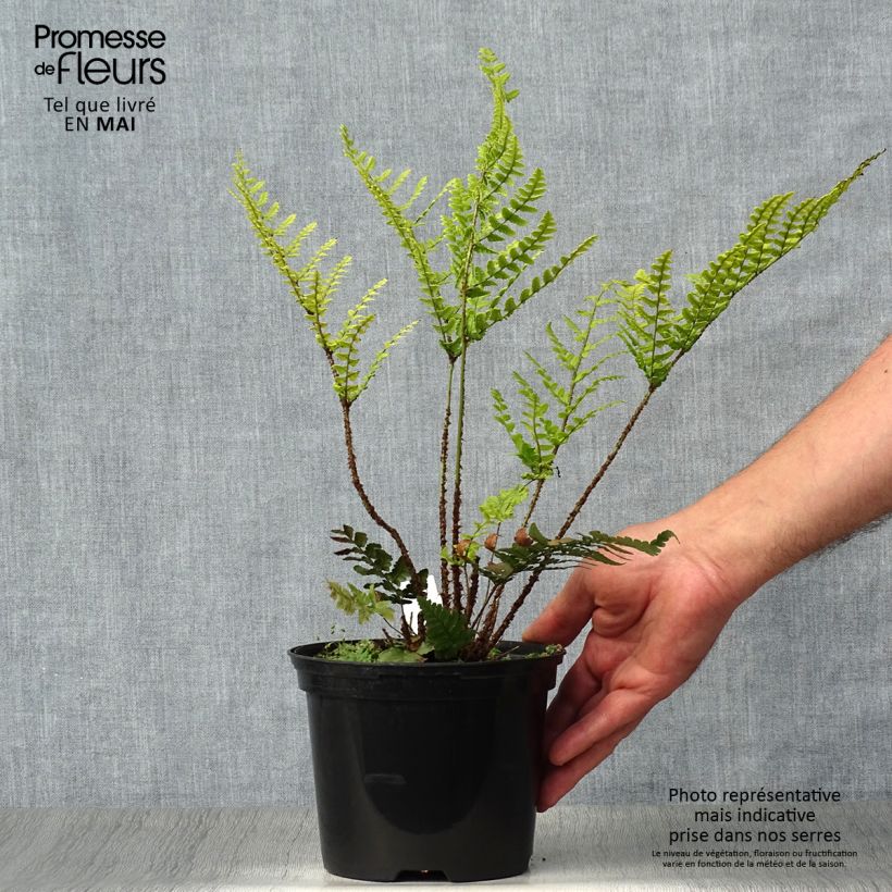 Dryopteris championii Vaso da 2L/3L esemplare consegnato in primavera