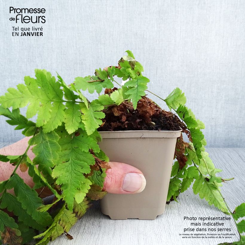 Dryopteris clintoniana Vasetto da 8/9 cm esemplare consegnato in inverno