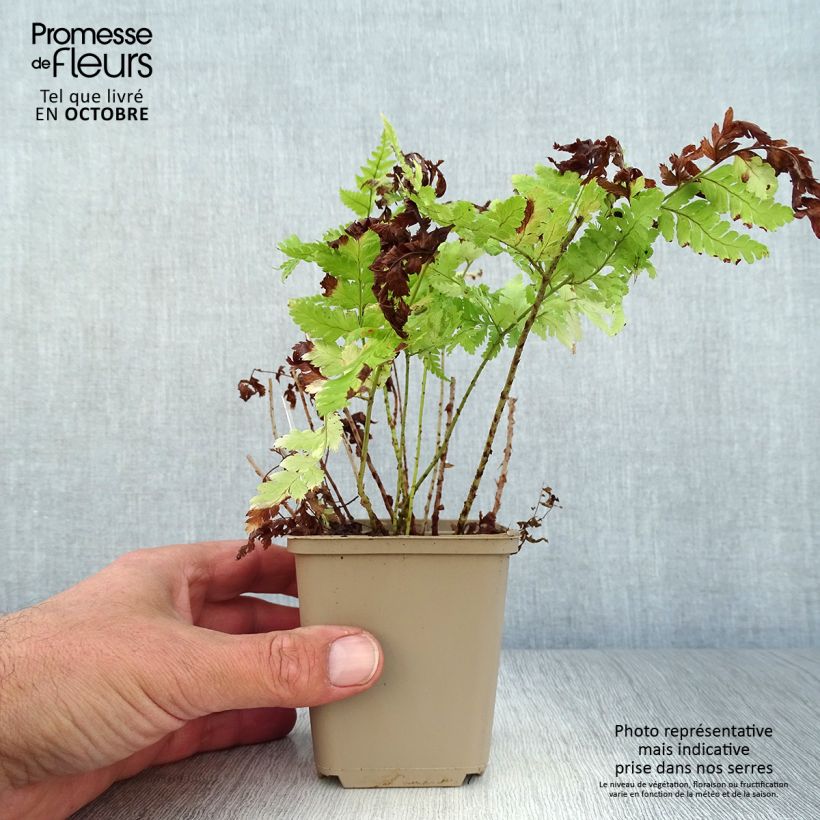 Esemplare di Dryopteris dilatata - Felce dilatata Vasetto da 8/9 cm come consegnato in autunno