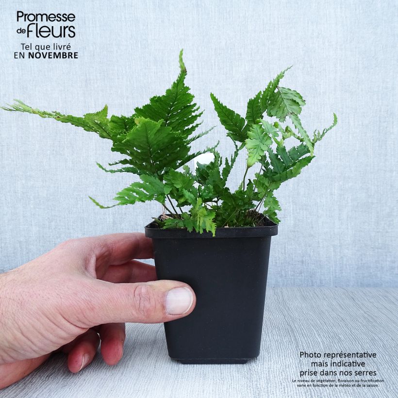 Esemplare di Dryopteris erythrosora Vasetto da 8/9 cm come consegnato in autunno
