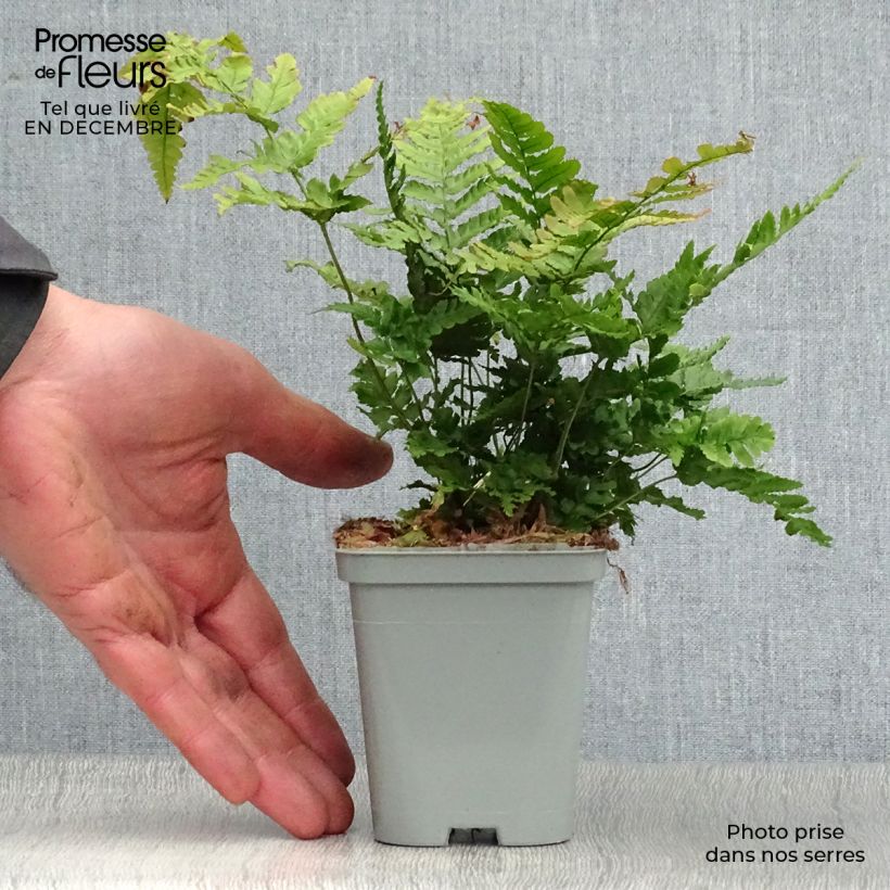 Dryopteris erythrosora Vasetto da 8/9 cm esemplare consegnato in inverno