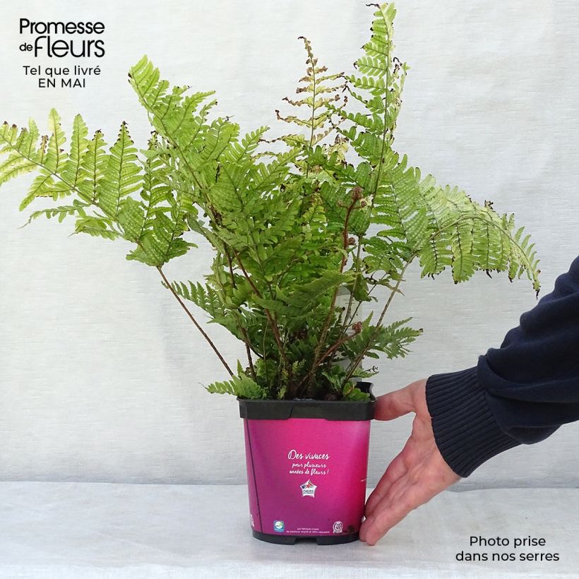 Dryopteris erythrosora Vaso da 2L/3L esemplare consegnato in primavera