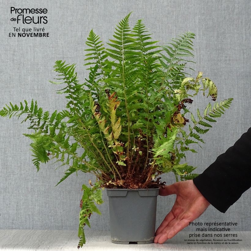 Esemplare di Dryopteris erythrosora Vaso da 2L/3L come consegnato in autunno