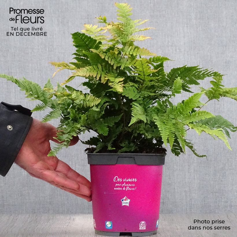 Dryopteris erythrosora Vaso da 2L/3L esemplare consegnato in inverno