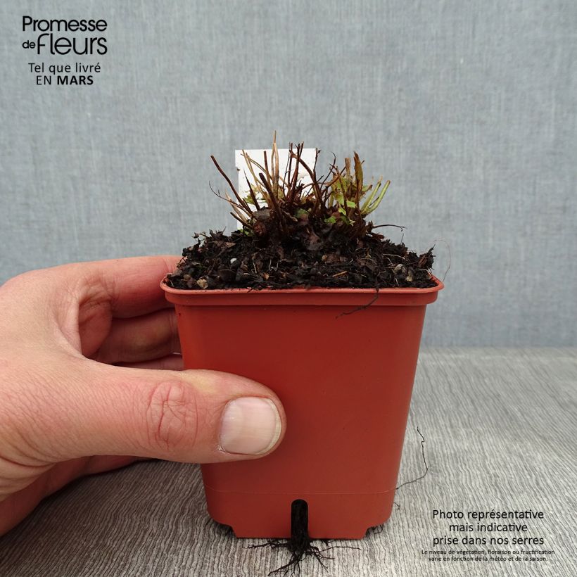 Dryopteris erythrosora Prolifica Vasetto da 8/9 cm esemplare consegnato in inverno