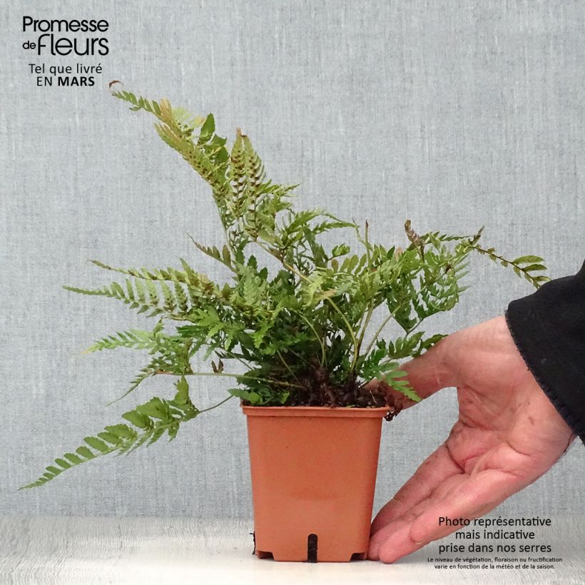 Dryopteris erythrosora Prolifica Vasetto da 8/9 cm esemplare consegnato in primavera