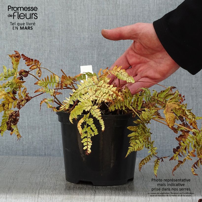 Dryopteris erythrosora Prolifica Vaso da 2L/3L esemplare consegnato in inverno