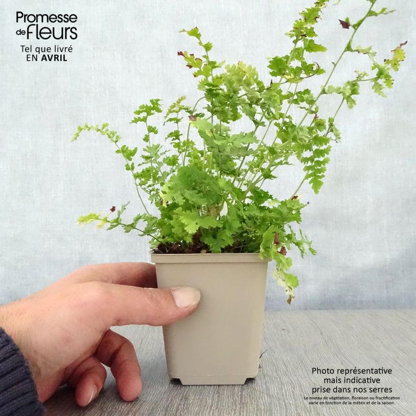 Dryopteris filix-mas Barnesii - Felce maschio Vasetto da 8/9 cm esemplare consegnato in primavera