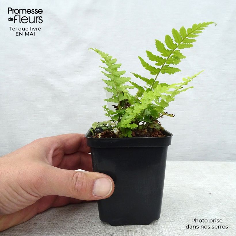 Dryopteris filix-mas - Felce maschio Vasetto da 8/9 cm esemplare consegnato in primavera