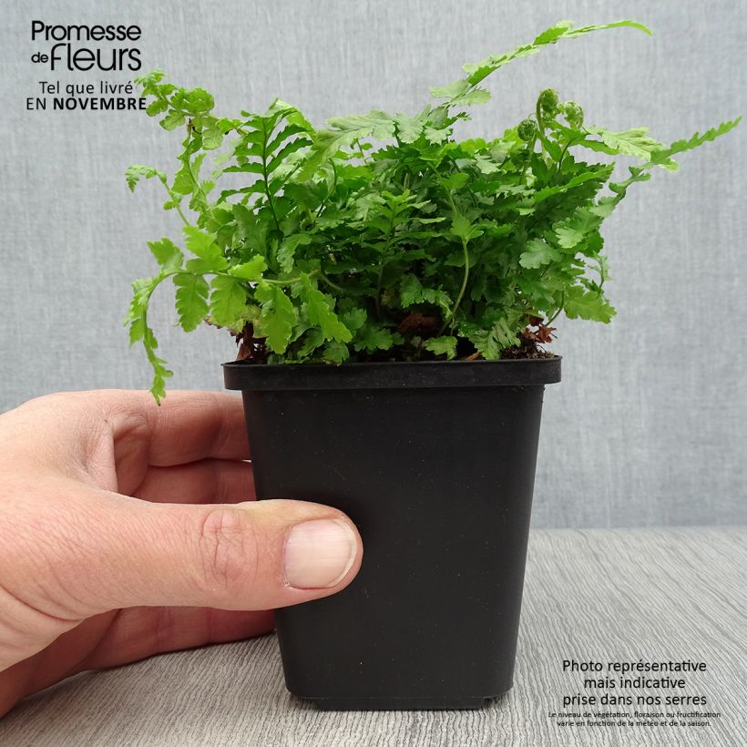 Esemplare di Dryopteris filix-mas - Felce maschio Vasetto da 8/9 cm come consegnato in autunno