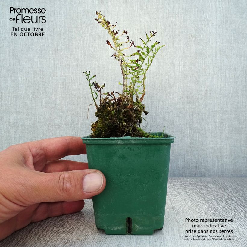 Esemplare di Dryopteris filix-mas Linearis Polydactyla - Felce maschio Vasetto da 8/9 cm come consegnato in autunno