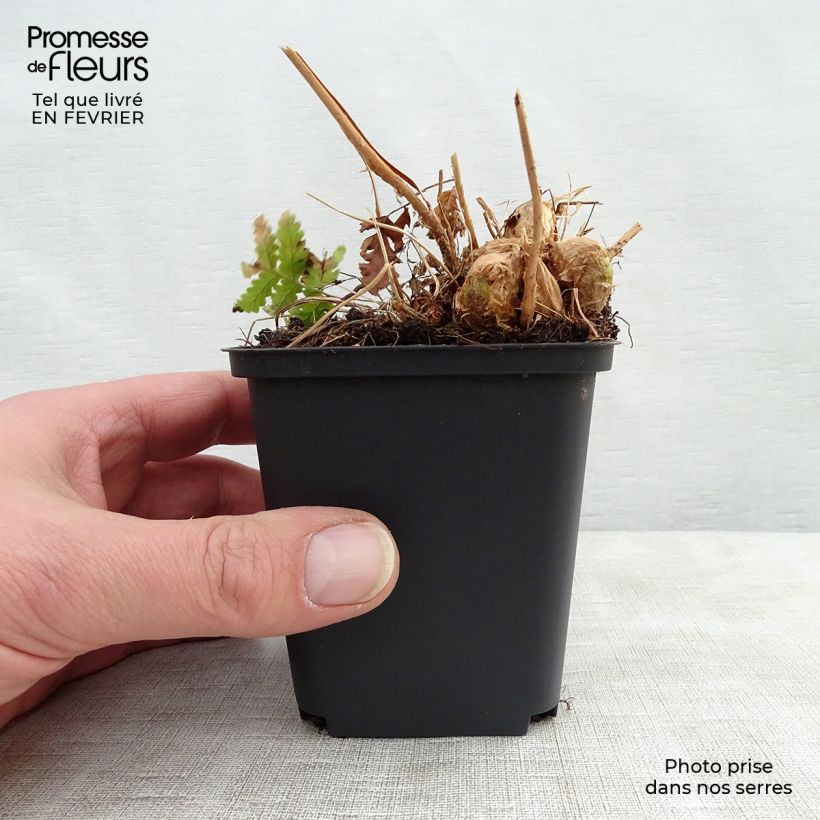 Dryopteris goldieana Vasetto da 8/9 cm esemplare consegnato in inverno