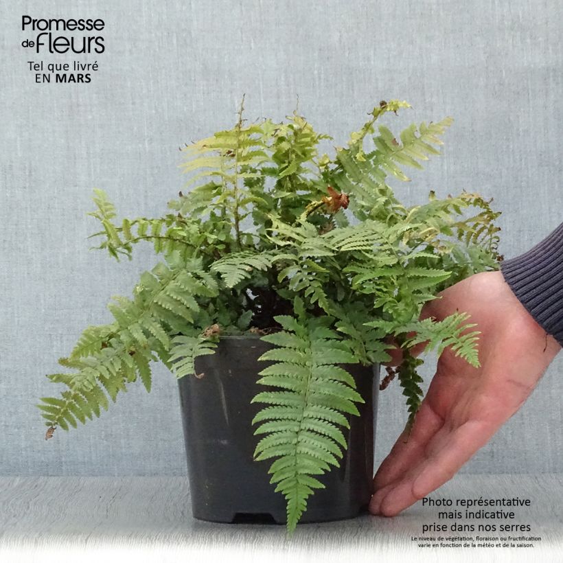 Dryopteris kuratae Vaso da 2L/3L esemplare consegnato in primavera