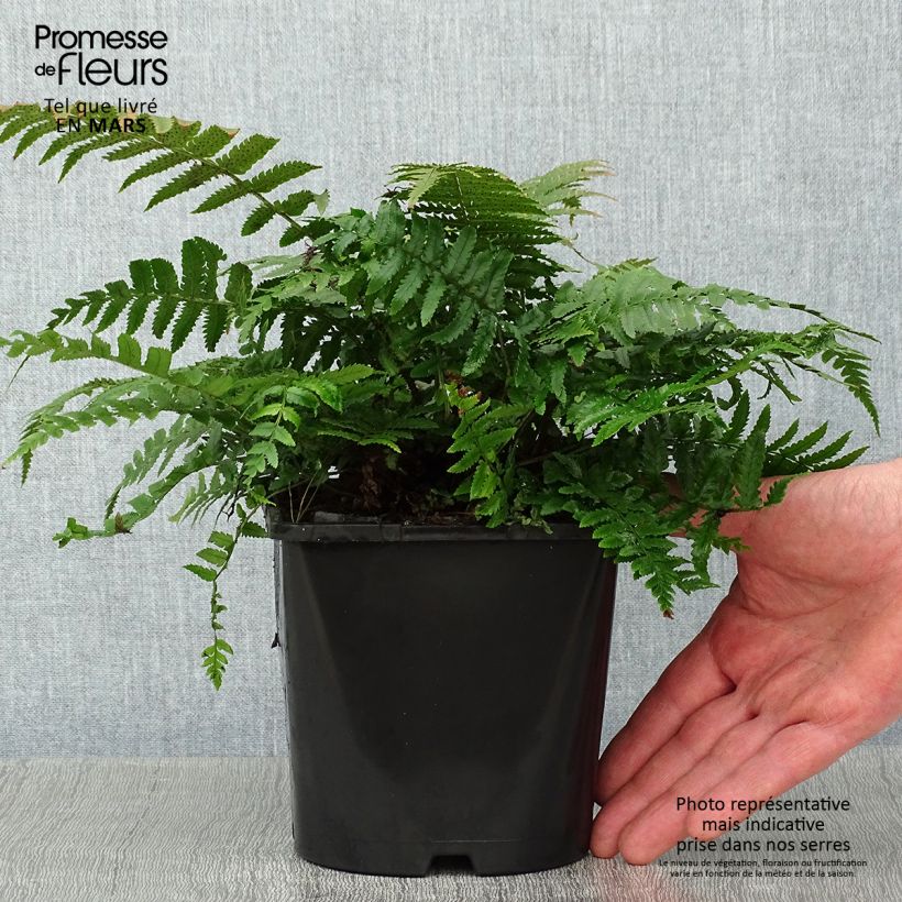 Dryopteris kuratae Vaso da 2L/3L esemplare consegnato in inverno