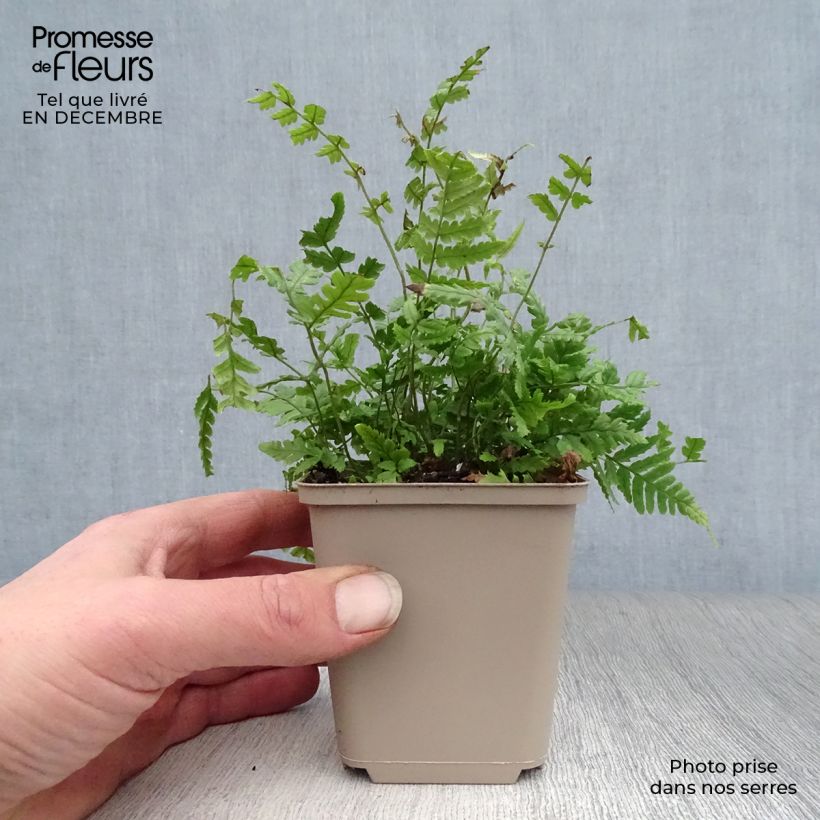 Dryopteris lepidopoda Vasetto da 8/9 cm esemplare consegnato in inverno