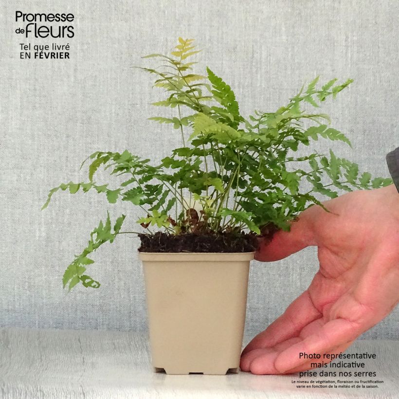 Dryopteris marginalis Vasetto da 8/9 cm esemplare consegnato in inverno