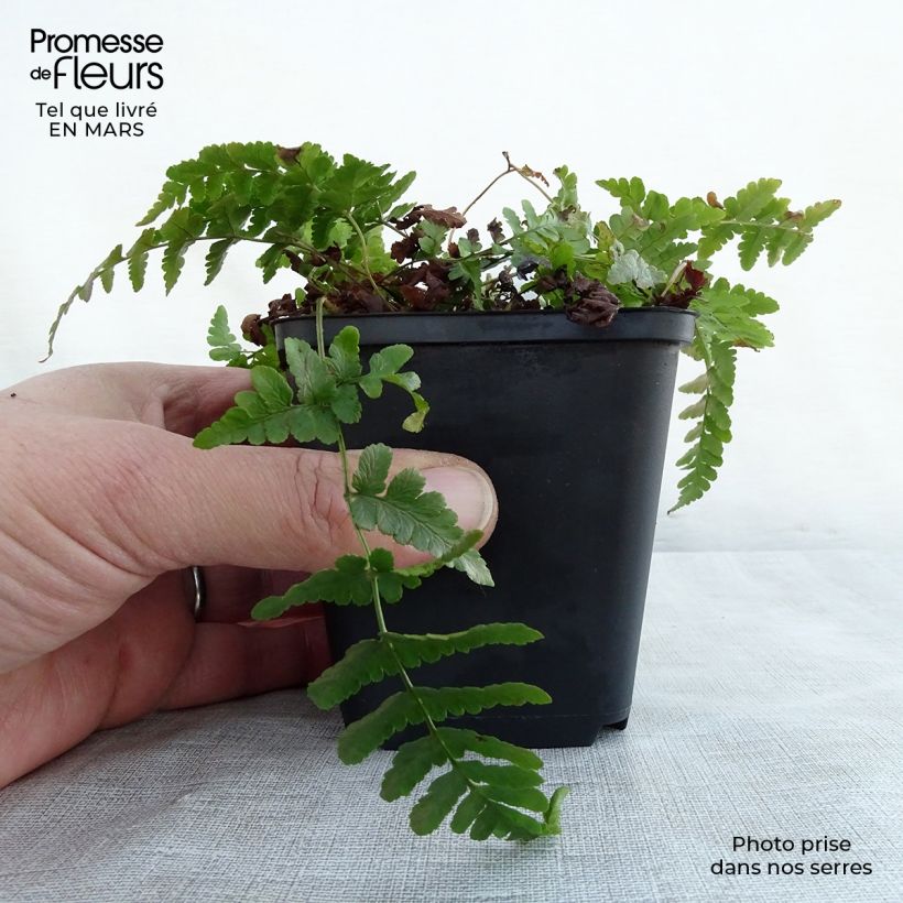 Dryopteris marginalis Vasetto da 8/9 cm esemplare consegnato in primavera