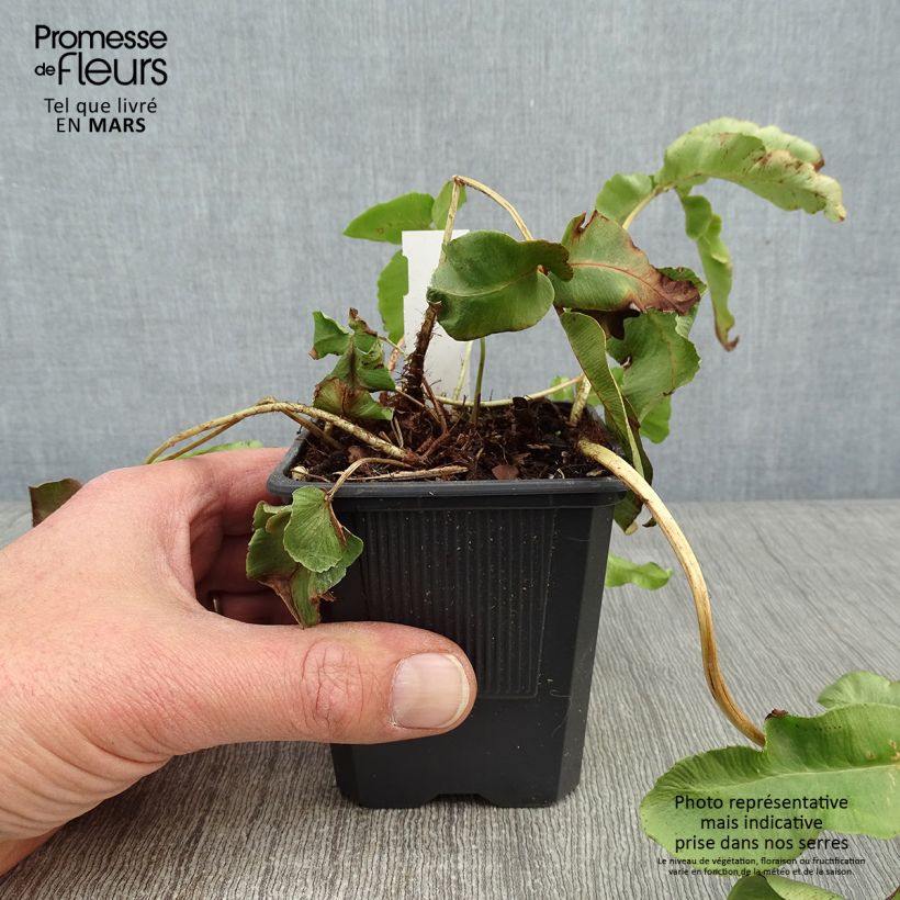 Dryopteris sieboldii Vasetto da 8/9 cm esemplare consegnato in inverno