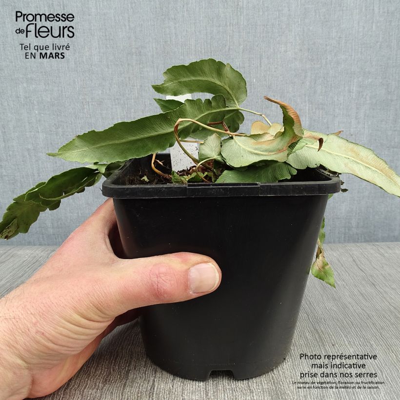 Dryopteris sieboldii Vaso da 2L/3L esemplare consegnato in inverno