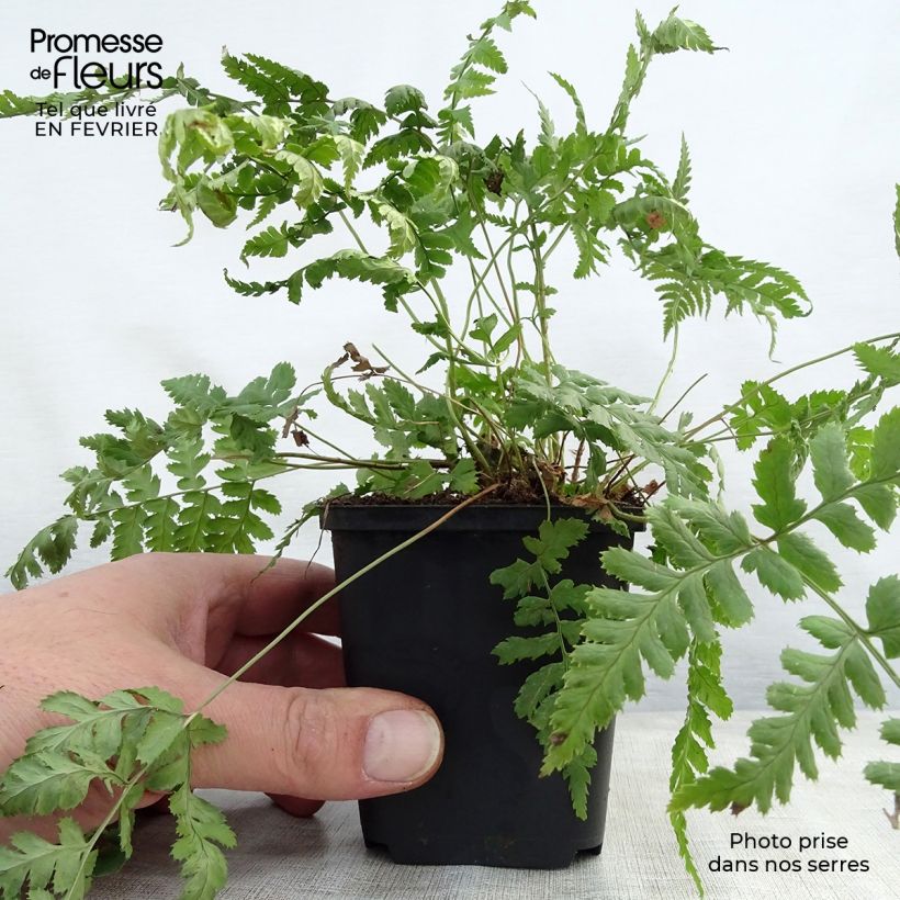 Dryopteris stewartii Vasetto da 8/9 cm esemplare consegnato in inverno