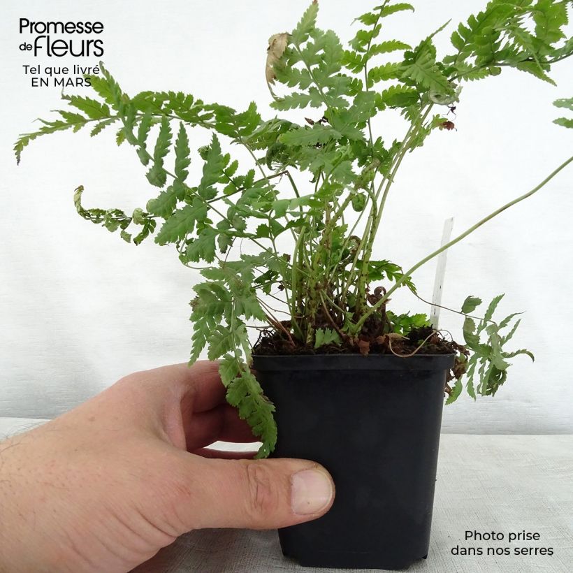 Dryopteris stewartii Vasetto da 8/9 cm esemplare consegnato in primavera