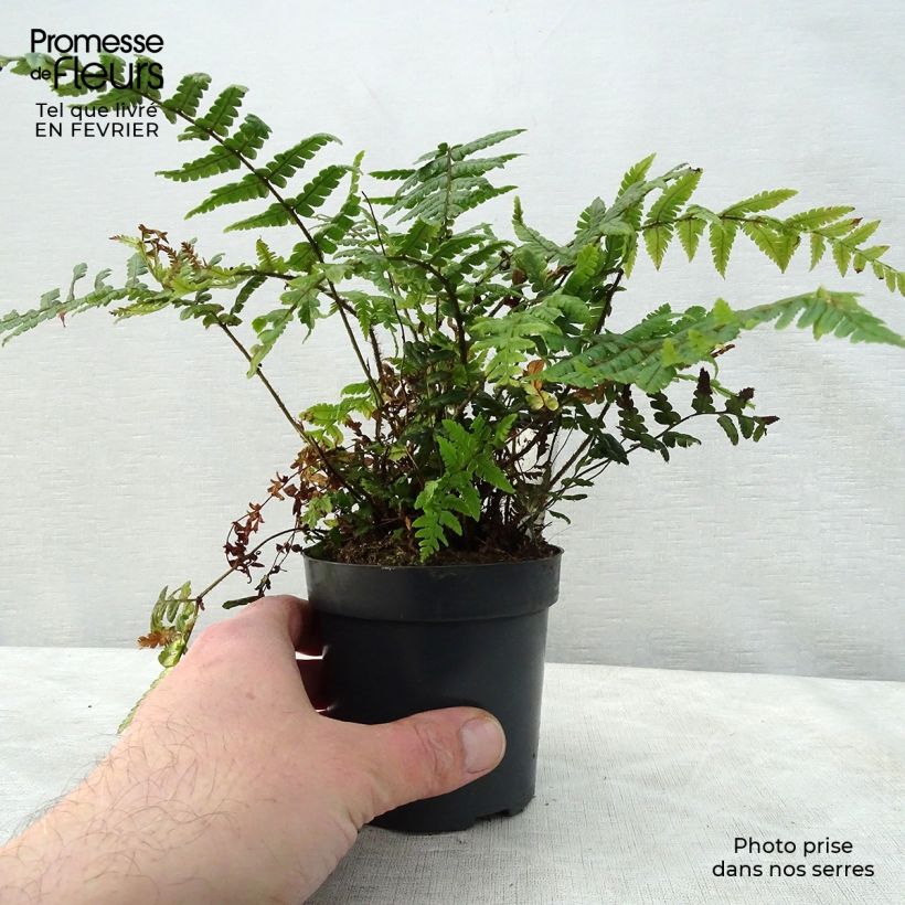 Dryopteris wallichiana Vasetto da 8/9 cm esemplare consegnato in inverno