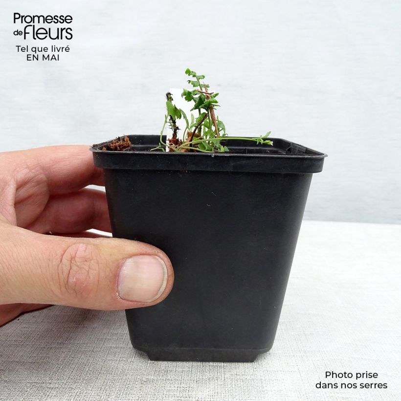 Dryopteris wallichiana Vasetto da 8/9 cm esemplare consegnato in primavera