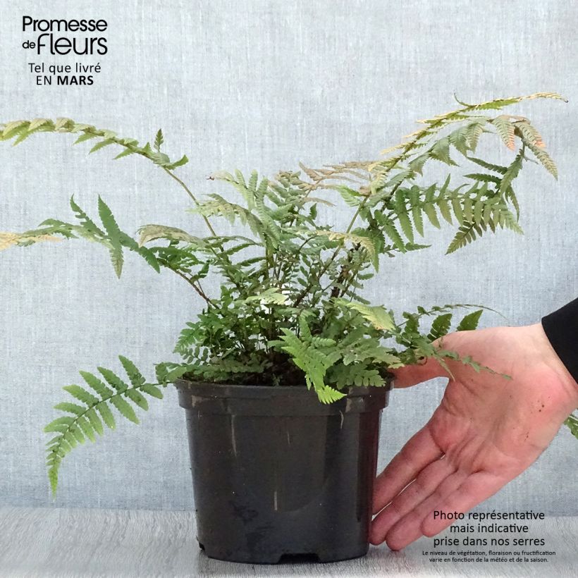 Dryopteris wallichiana Vaso da 2L/3L esemplare consegnato in primavera