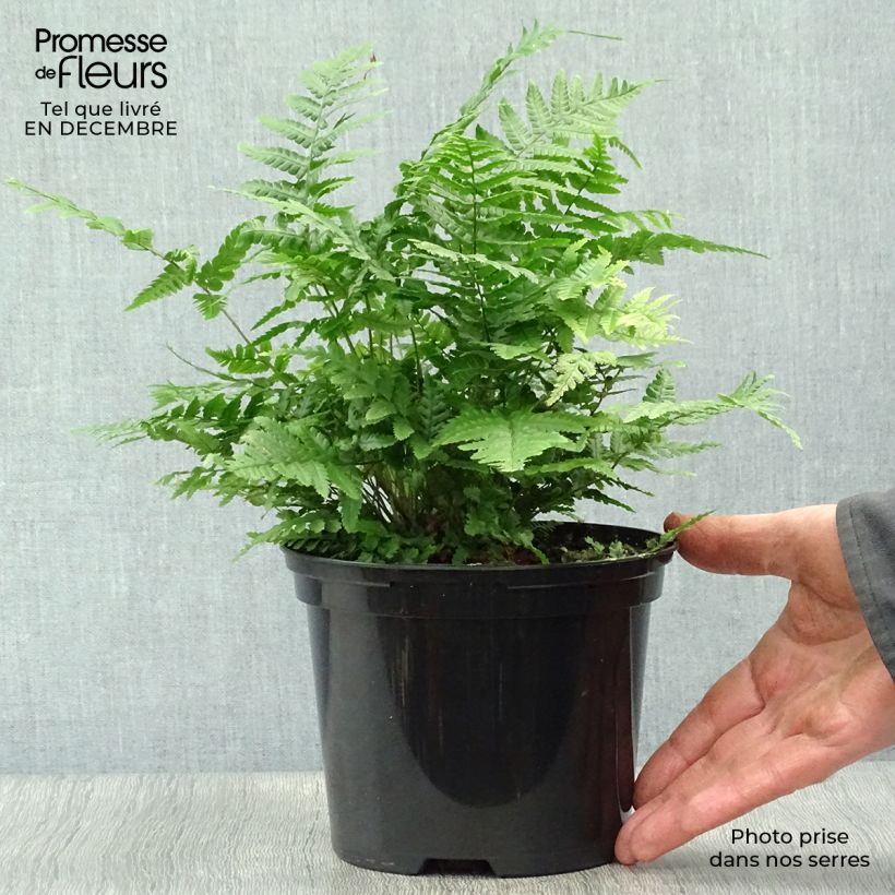 Dryopteris wallichiana Jurassic Gold Vaso da 2L/3L esemplare consegnato in inverno