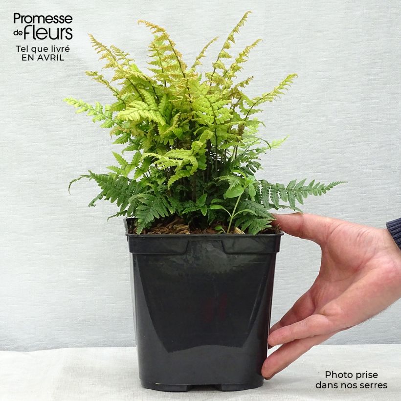 Dryopteris wallichiana Jurassic Gold Vaso da 2L/3L esemplare consegnato in primavera