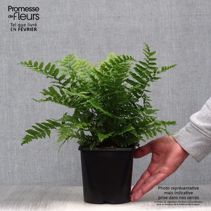 Esemplare di Dryopteris wallichiana Jurassic Gold Vaso da 2L/3L come consegnato in autunno