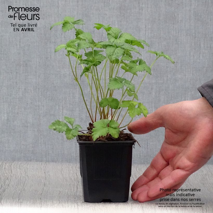Duchesnea indica - Falsa fragola Vasetto da 8/9 cm esemplare consegnato in primavera