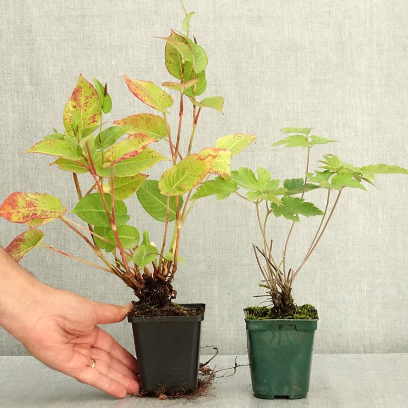 Esemplare di Duo di piante perenni autunnali rosa e rosse consegnato in estate
