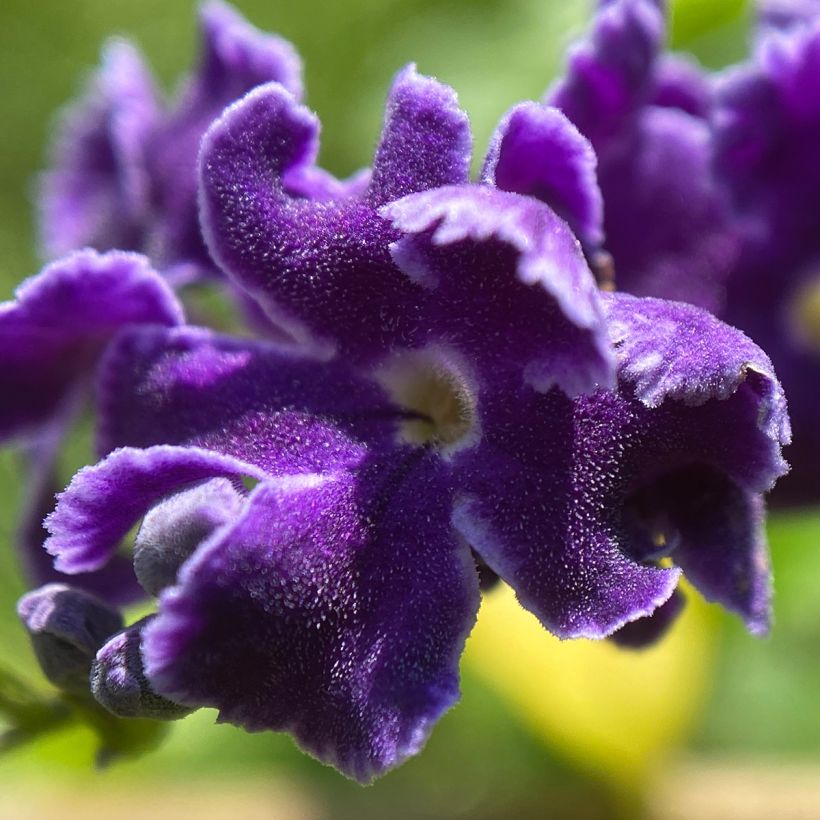 Duranta repens (Fioritura)