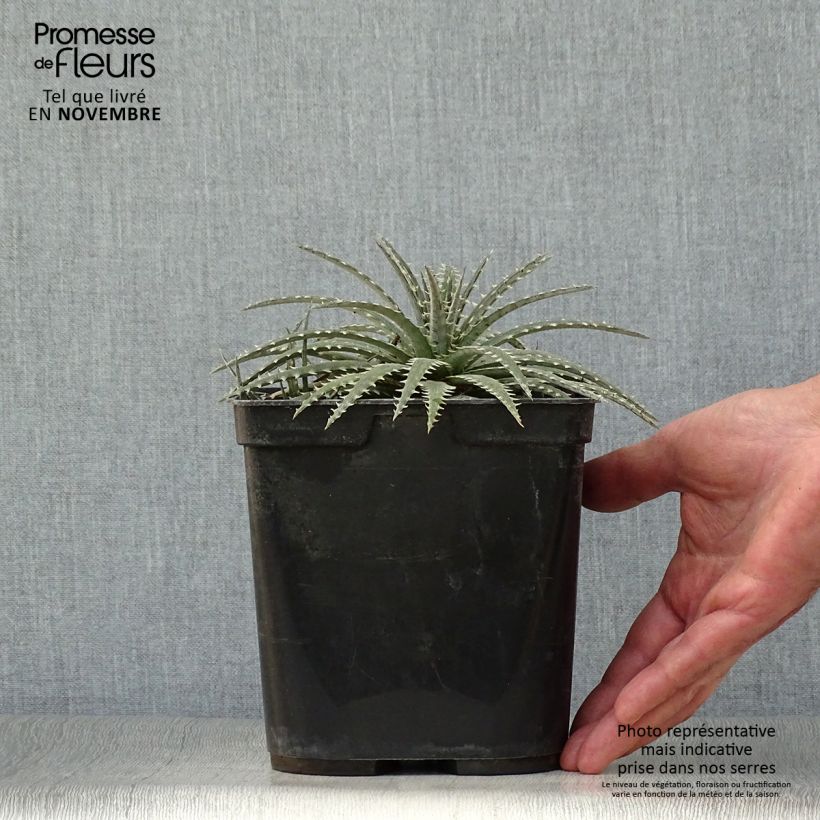 Esemplare di Dyckia Brittle Star Vaso da 3L/4L come consegnato in autunno