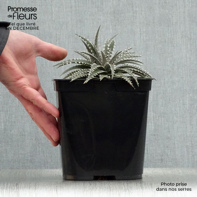 Dyckia Grand Marnier Vaso da 2L/3L esemplare consegnato in inverno