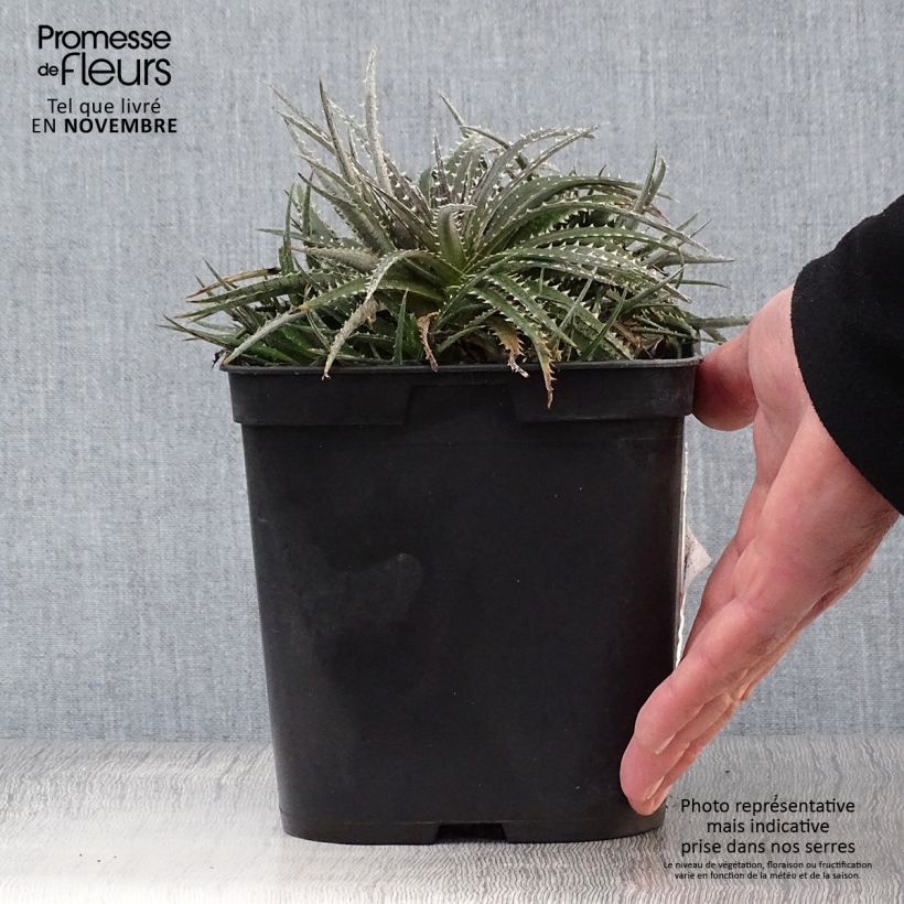 Esemplare di Dyckia Grand Marnier Vaso da 2L/3L come consegnato in autunno