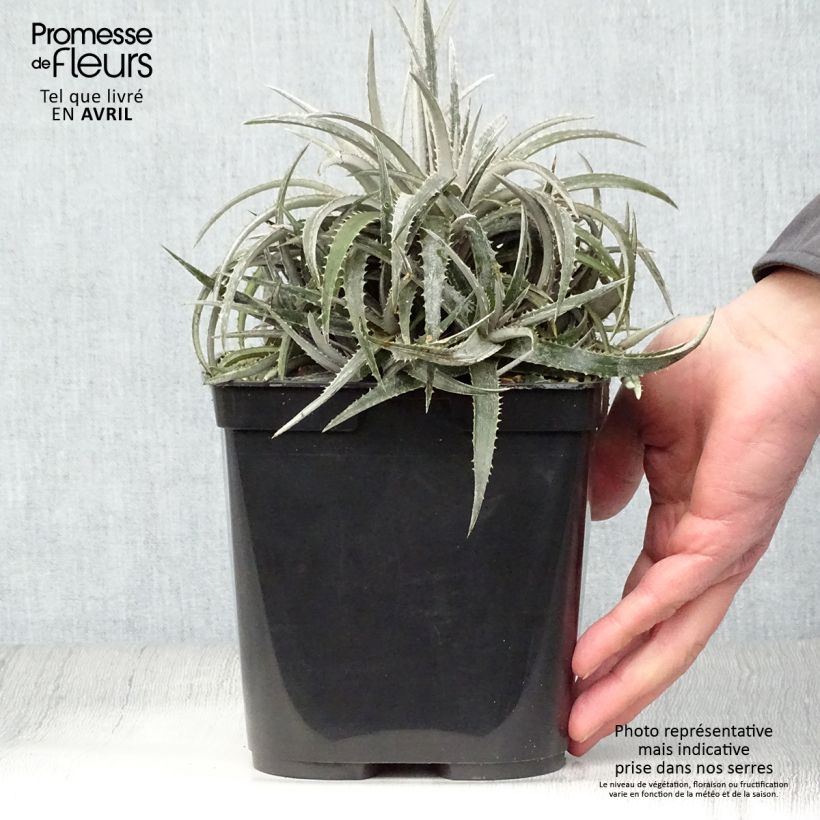 Dyckia Pale Rider Vaso da 2L/3L esemplare consegnato in primavera
