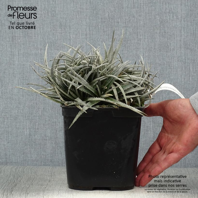 Esemplare di Dyckia Pale Rider Vaso da 2L/3L come consegnato in autunno