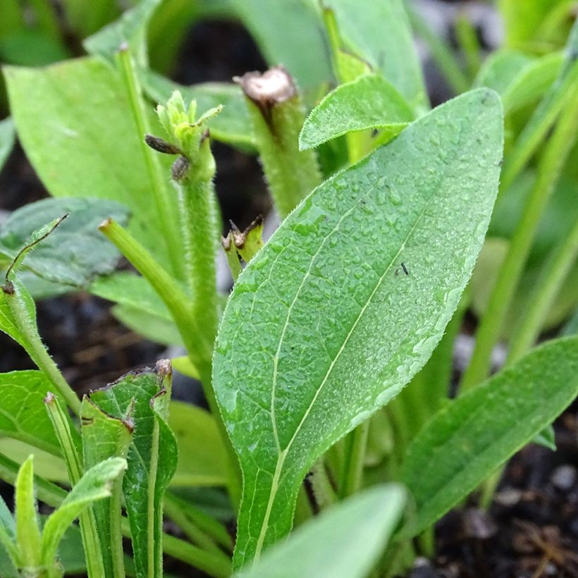 Echinacea Kismet White (Fogliame)