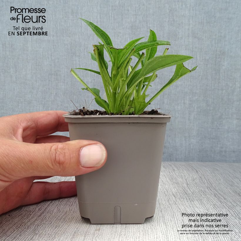 Esemplare di Echinacea Kismet White Vasetto da 8/9 cm come consegnato in autunno