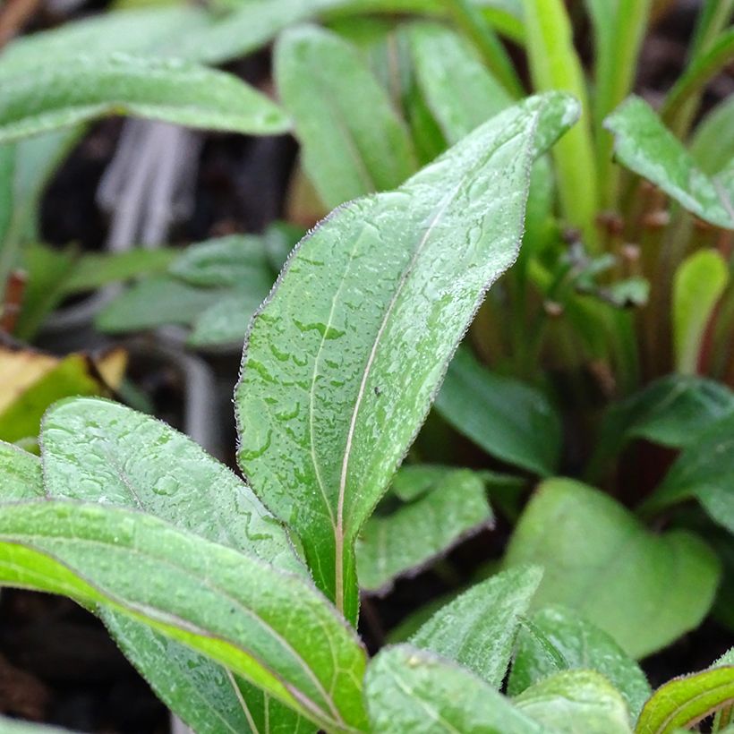 Echinacea Kismet Orange Intense (Fogliame)