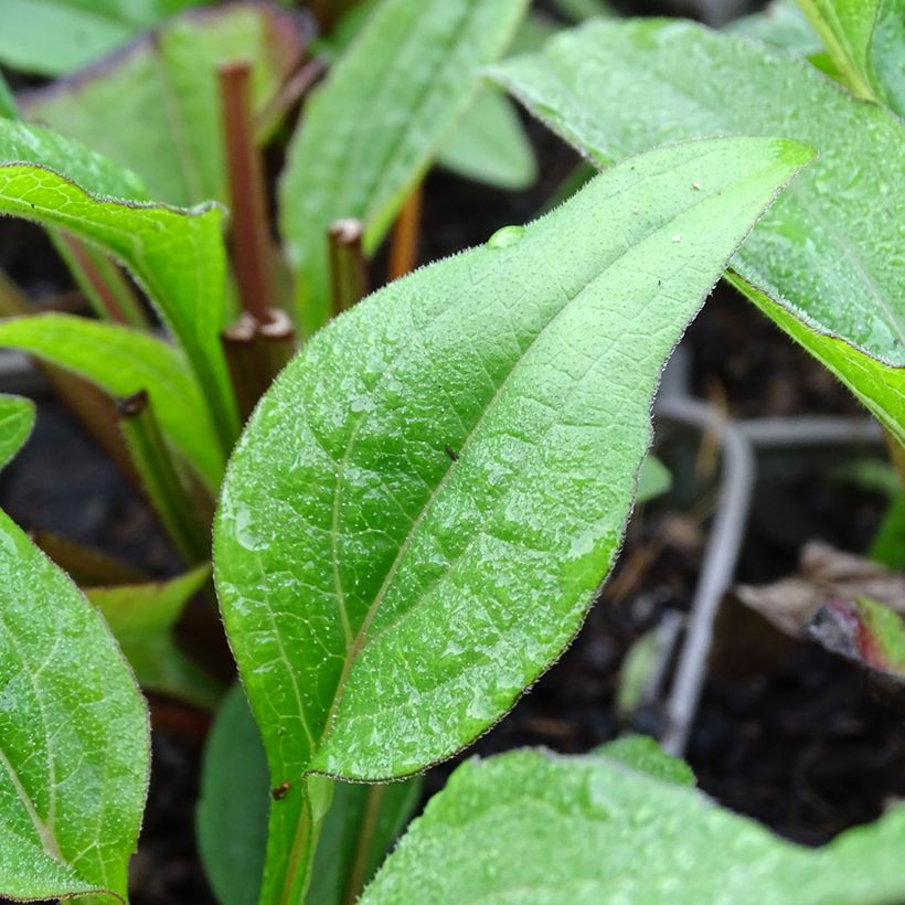 Echinacea Kismet Raspberry (Fogliame)