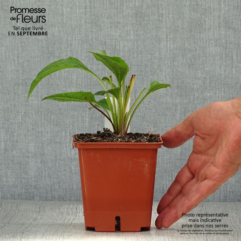 Esemplare di Echinacea purpurea Summer Cocktail Vaso da 1L/1,5L come consegnato in autunno