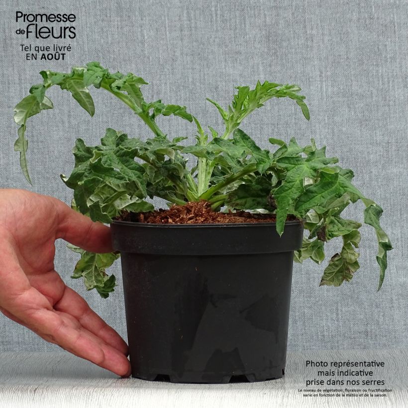 Esemplare di Echinops bannaticus Taplow Blue - Cardo pallottola Vaso da 2L/3L consegnato in estate