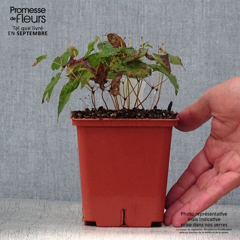 Esemplare di Epimedium rubrum Galadriel Vaso da 1L/1,5L come consegnato in autunno