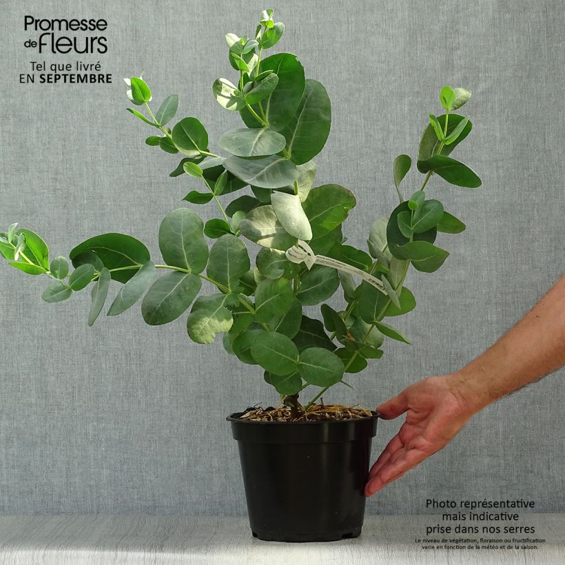 Esemplare di Eucalyptus neglecta - Eucalipto Vaso da 4L/5L come consegnato in autunno