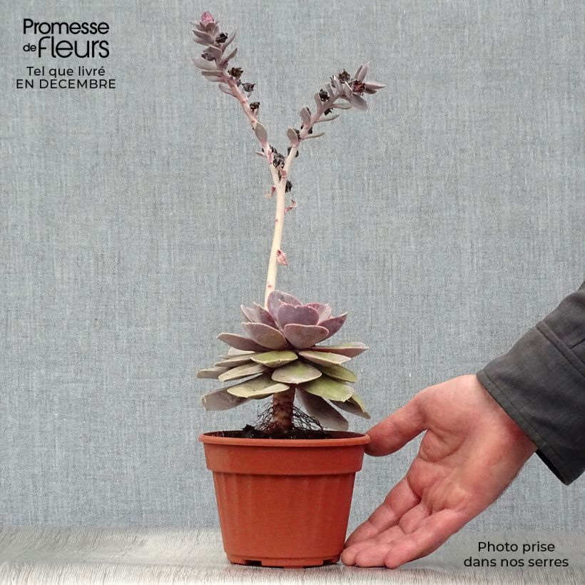 Echeveria Perle Von Nürnberg Vaso da Ø 12 cm / 13 cm esemplare consegnato in inverno