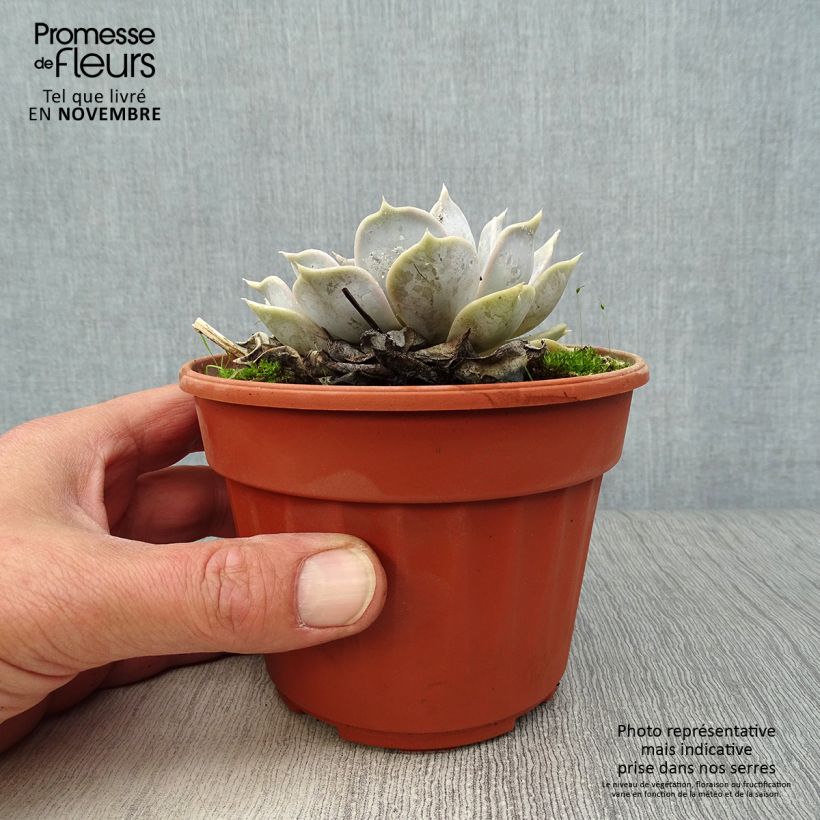 Esemplare di Echeveria lilacina - Echeveria fantasma Vaso da 1,5L/2L come consegnato in autunno