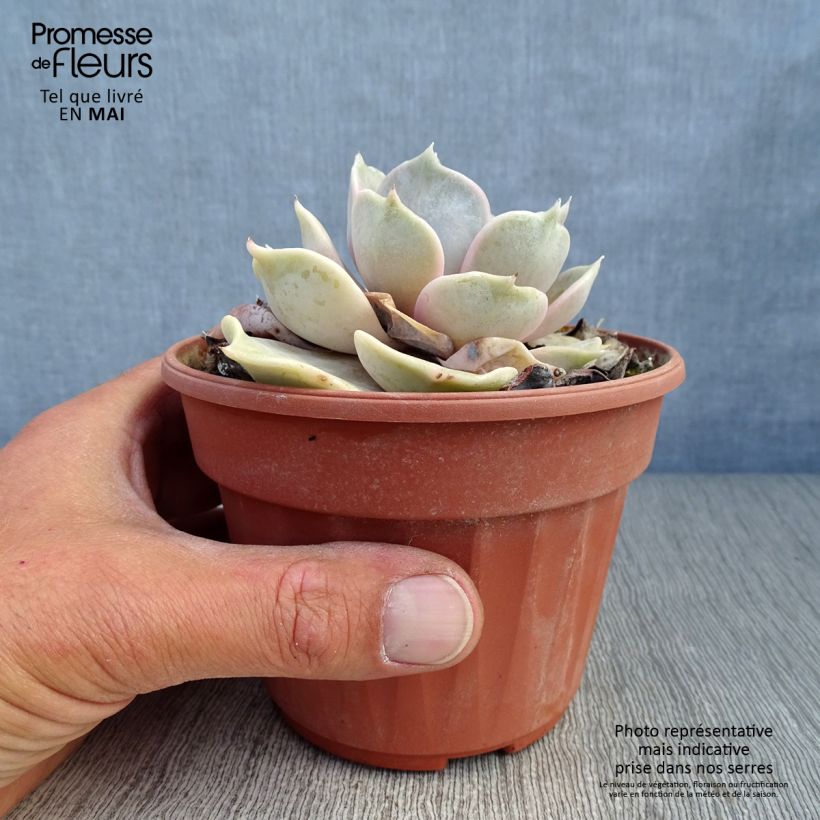 Echeveria lilacina - Echeveria fantasma Vaso da 1,5L/2L esemplare consegnato in primavera